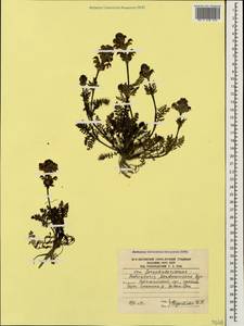 Мытник Нордманна Bunge, Кавказ, Южная Осетия (K4b) (Южная Осетия)