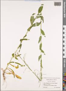 Башеница голая, Башенница гладкая, Вяжечка гладкая L., Восточная Европа, Средневолжский район (E8) (Россия)