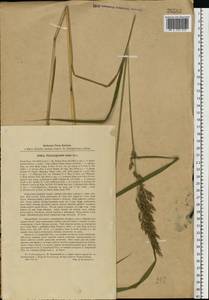 Вейник пурпурный (Trin.) Trin., Восточная Европа, Северо-Западный район (E2) (Россия)