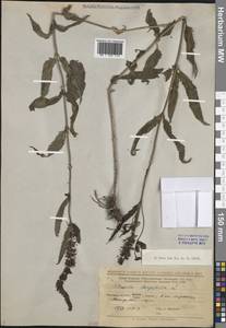 Вероника длиннолистная L., Восточная Европа, Нижневолжский район (E9) (Россия)