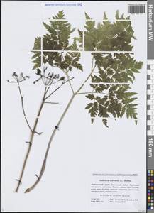 Купырь лесной (L.) Hoffm., Сибирь, Чукотка и Камчатка (S7) (Россия)