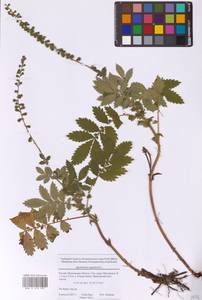 Репешок обыкновенный L., Восточная Европа, Московская область и Москва (E4a) (Россия)