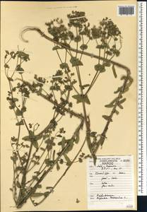 Euphorbia terracina L., Африка (AFR) (Марокко)