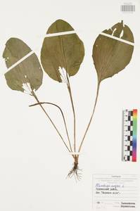 Подорожник большой L., Восточная Европа, Центральный район (E4) (Россия)