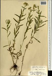 Achillea alpina subsp. alpina, Монголия (MONG) (Монголия)