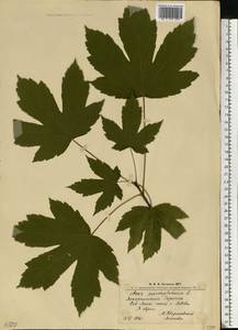Клен ложноплатановый L., Восточная Европа, Западно-Украинский район (E13) (Украина)