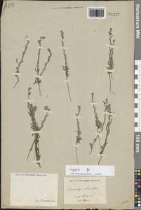 Липучка, Средняя Азия и Казахстан, Прикаспийский Устюрт и Северное Приаралье (M8) (Казахстан)