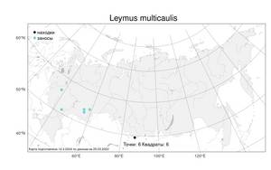 Leymus multicaulis, Волоснец многостебельный (Kar. & Kir.) Tzvelev, Атлас флоры России (FLORUS) (Россия)