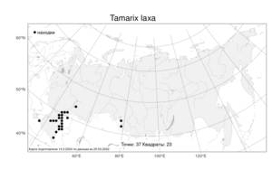 Tamarix laxa, Гребенщик рыхлый Willd., Атлас флоры России (FLORUS) (Россия)