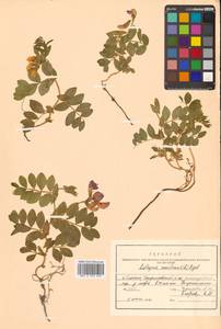 Lathyrus japonicus var. maritimus (L.) J.T.Kartesz & Gandhi, Сибирь, Дальний Восток (S6) (Россия)