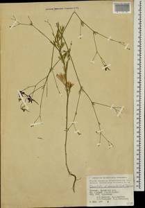 Delphinium consolida subsp. divaricatum (Ledeb.) A. Nyár., Кавказ, Армения (K5) (Армения)