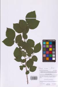 Вяз малый Mill., Восточная Европа, Московская область и Москва (E4a) (Россия)