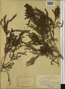 Thymelaea hirsuta (L.) Endl., Западная Европа (EUR) (Италия)