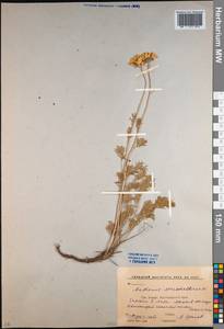 Archanthemis marschalliana subsp. marschalliana, Кавказ, Краснодарский край и Адыгея (K1a) (Россия)