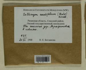 Calliergon cordifolium (Hedw.) Kindb., Гербарий мохообразных, Мхи - Центральное Нечерноземье (B6) (Россия)