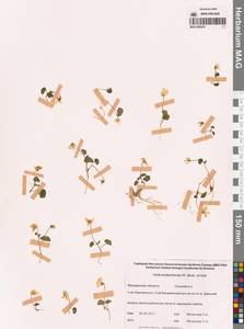 Viola crassa subsp. avatschensis (W.Becker & Hultén) Espeut, Сибирь, Чукотка и Камчатка (S7) (Россия)