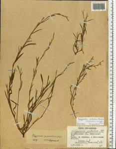 Спорыш отклоненный, Горец отклоненный M.Bieb., Восточная Европа, Нижневолжский район (E9) (Россия)