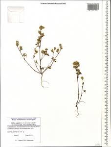 Malva aegyptia subsp. aegyptia, Кавказ, Азербайджан (K6) (Азербайджан)