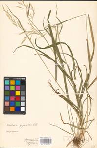 Lolium giganteum (L.) Darbysh., Восточная Европа, Западно-Украинский район (E13) (Украина)