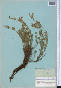 Змееголовник Комарова Lipsky, Средняя Азия и Казахстан, Памир и Памиро-Алай (M2)