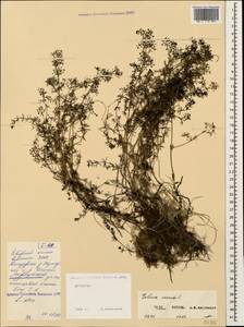 Подмаренник настоящий L., Кавказ, Дагестан (K2) (Россия)