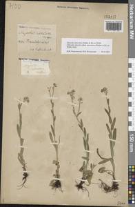 Myosotis alpestris subsp. suaveolens (Waldst. & Kit. ex Willd.) Strid, Восточная Европа, Центральный лесостепной район (E6) (Россия)
