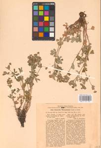 Potentilla wimanniana Spreng. ex Günther & Schummel, Восточная Европа, Латвия (E2b) (Латвия)