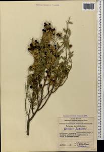 Chrysojasminum fruticans (L.) Banfi, Кавказ, Азербайджан (K6) (Азербайджан)