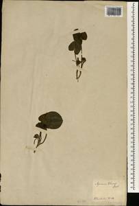 Asarum blumei Duch., Зарубежная Азия (ASIA) (Япония)