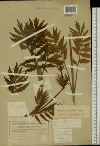 Валериана лекарственная L., Восточная Европа, Западный район (E3) (Россия)