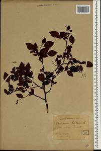 Vaccinium hirtum Thunb., Зарубежная Азия (ASIA) (Япония)