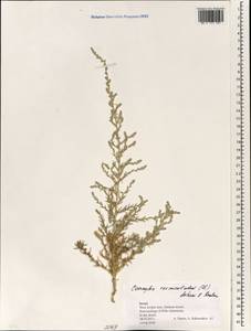 Nitrosalsola vermiculata (L.) Theodorova, Зарубежная Азия (ASIA) (Израиль)