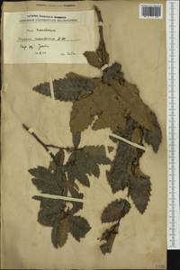 Quercus trojana Webb, Западная Европа (EUR) (Северная Македония)