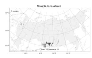 Scrophularia altaica, Норичник алтайский Murray, Атлас флоры России (FLORUS) (Россия)