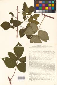 Ежевика бороздчатая Vest, Восточная Европа, Латвия (E2b) (Латвия)