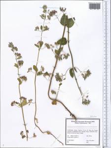 Lamiaceae, Средняя Азия и Казахстан, Памир и Памиро-Алай (M2) (Узбекистан)