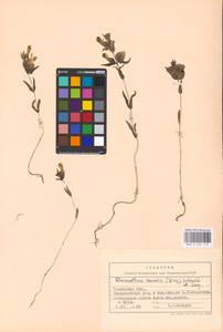 MHA 0 162 114, Rhinanthus serotinus var. vernalis (N.W.Zinger) Janch., Восточная Европа, Центральный лесостепной район (E6) (Россия)