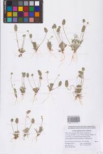 Ceratocephala falcata subsp. incurva (Steven) Chrtek & Chrtková, Восточная Европа, Нижневолжский район (E9) (Россия)