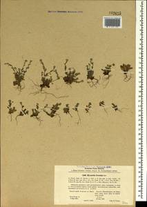 Незабудка береговая Steven ex Fisch., Крым (KRYM) (Россия)