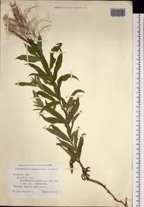 Иван-чай узколистный (L.) Scop., Сибирь, Западная Сибирь (S1) (Россия)