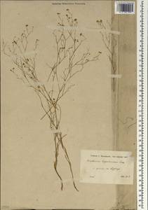 Bupleurum cappadocicum Boiss., Зарубежная Азия (ASIA) (Турция)