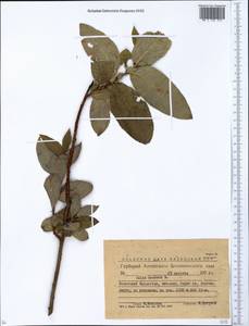 Ива копьевидная L., Сибирь, Западный (Казахстанский) Алтай (S2a) (Казахстан)