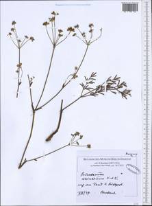 Taeniopetalum arenarium subsp. arenarium, Западная Европа (EUR) (Венгрия)