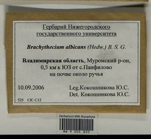 Brachythecium albicans (Hedw.) Schimp., Гербарий мохообразных, Мхи - Центральное Нечерноземье (B6) (Россия)