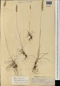 Тонконог пирамидальный (Lam.) P.Beauv., Монголия (MONG) (Монголия)