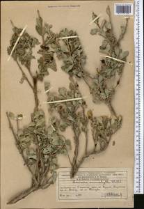 Жимолость мелколистная Willd. ex Roem. & Schult., Средняя Азия и Казахстан, Западный Тянь-Шань и Каратау (M3) (Казахстан)