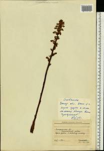 Заразиха, Восточная Европа, Южно-Украинский район (E12) (Украина)