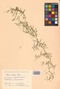 Горошек мохнатый Roth, Сибирь, Дальний Восток (S6) (Россия)