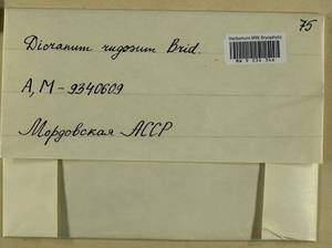 Dicranum polysetum Sw., Гербарий мохообразных, Мхи - Среднее Поволжье (B9) (Россия)