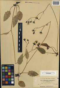 Hieracium murorum subsp. glandellatum Zahn, Западная Европа (EUR) (Австрия)